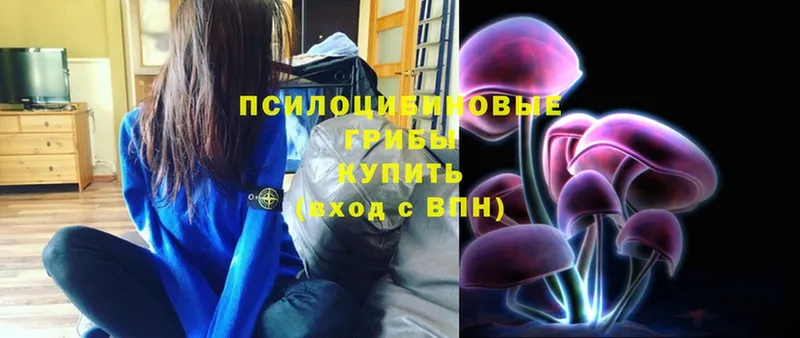 купить наркотики цена  Гремячинск  Галлюциногенные грибы Psilocybe 